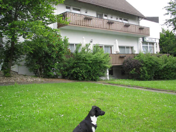 Unterkunft mit Hund alle unsere Erfahrungen aus den letzten 5 Jahren