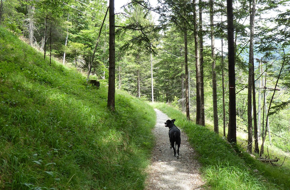 Mit Hund im Allgäu traumhafte Seen, Wildblumenwiesen und Burgen