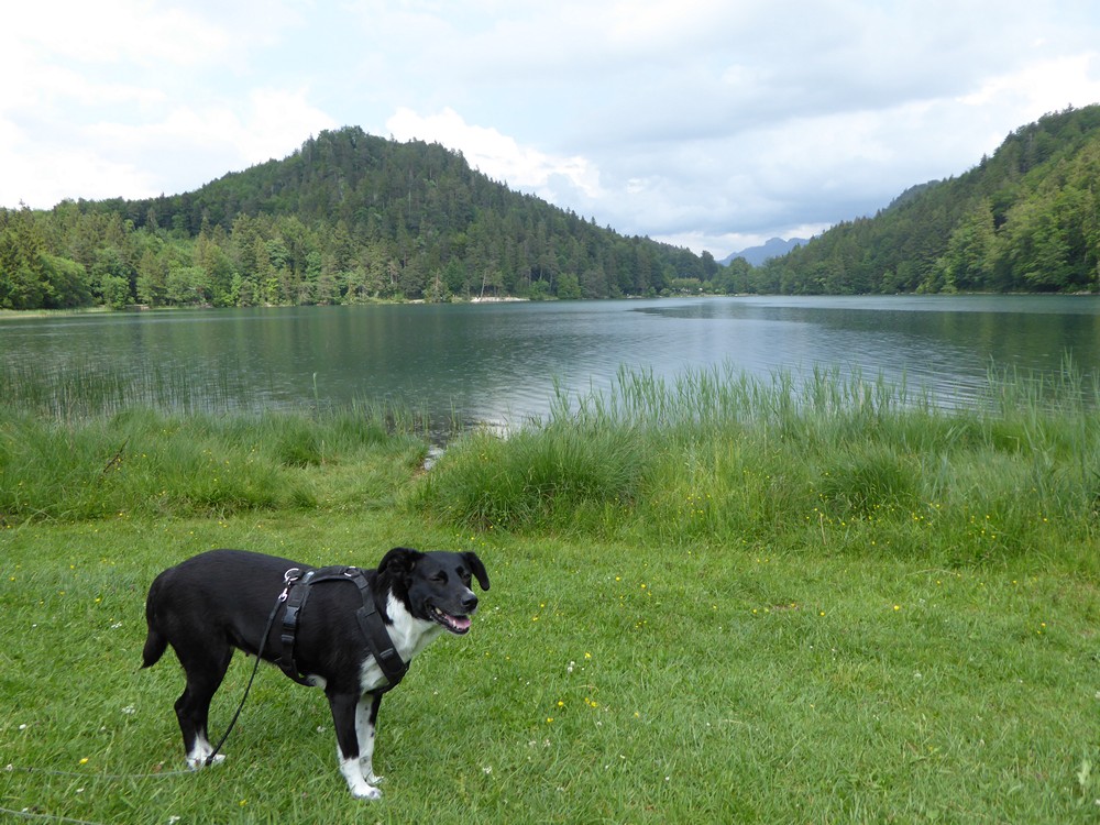 Mit Hund im Allgäu traumhafte Seen, Wildblumenwiesen und Burgen